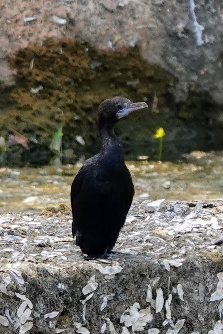 Little Cormorant - Brecht Caers