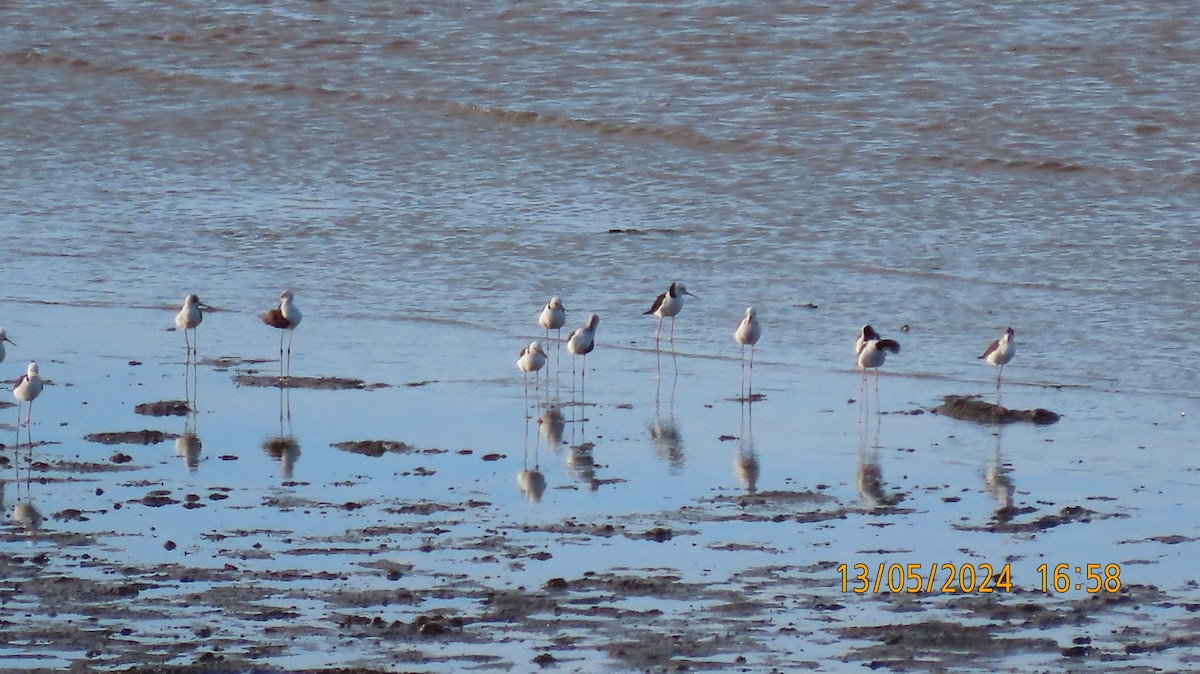 Pied Stilt - Norton Gill