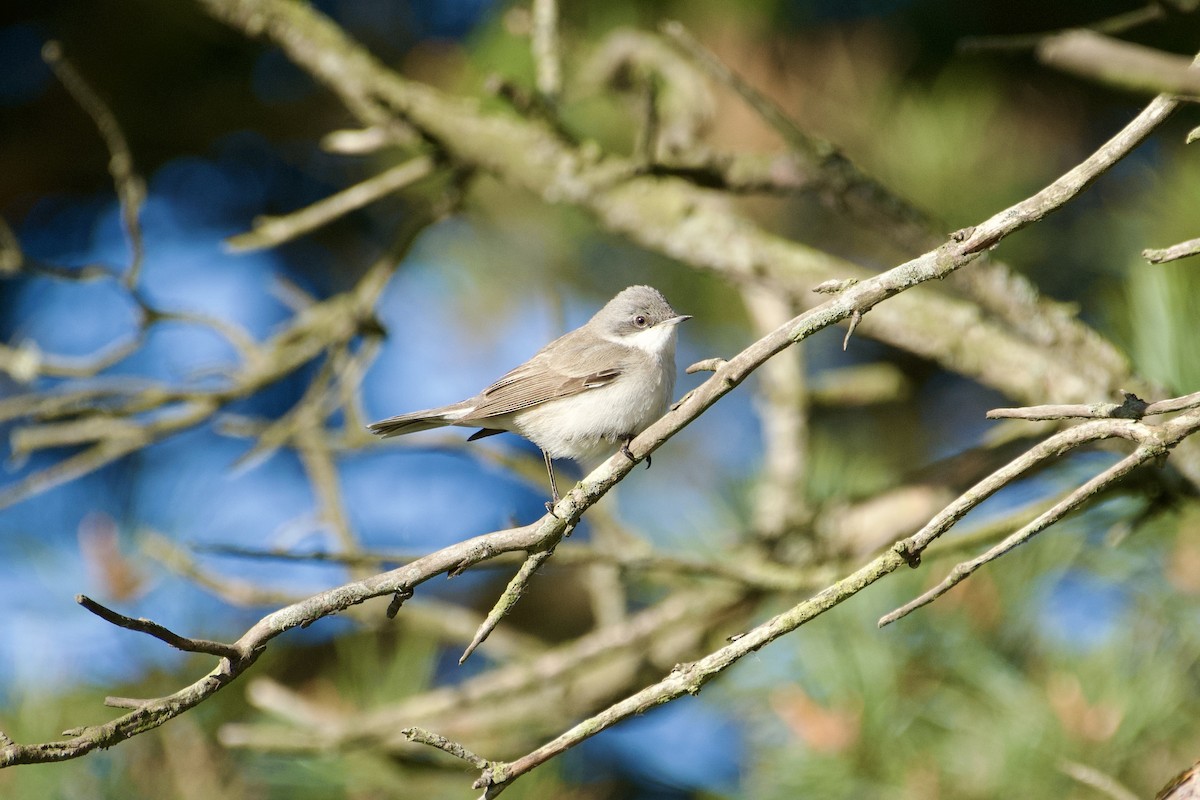 Lesser Whitethroat - ML618951558