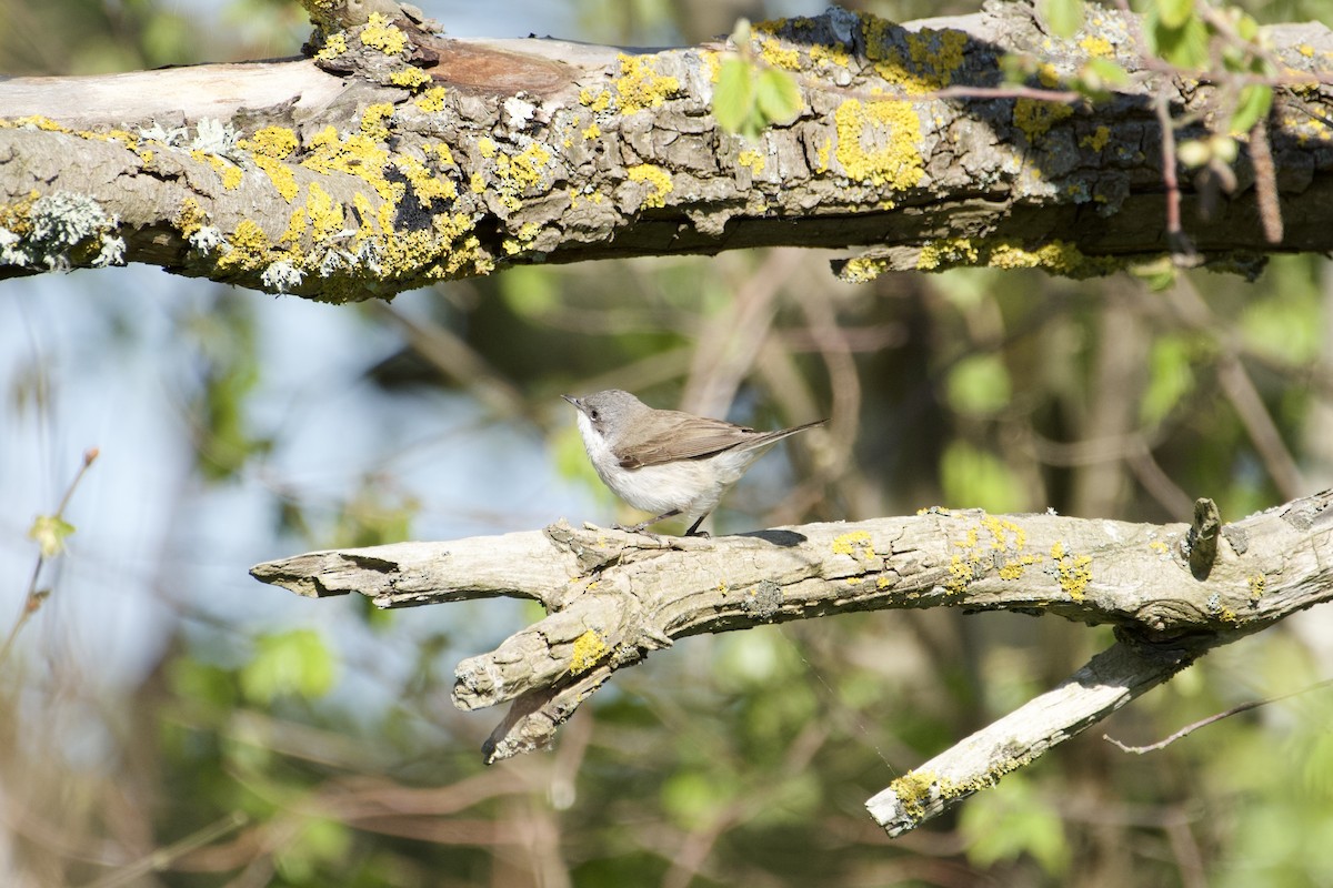 Lesser Whitethroat - Anders Kling