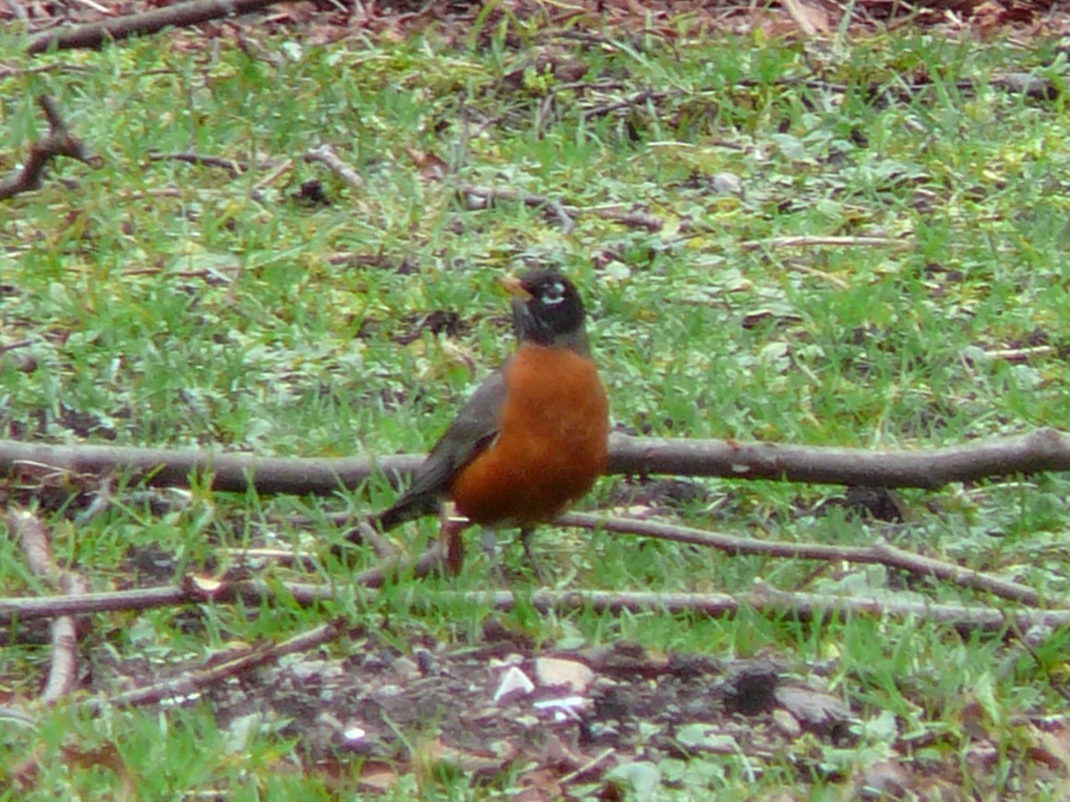 American Robin - Kanae Okubo