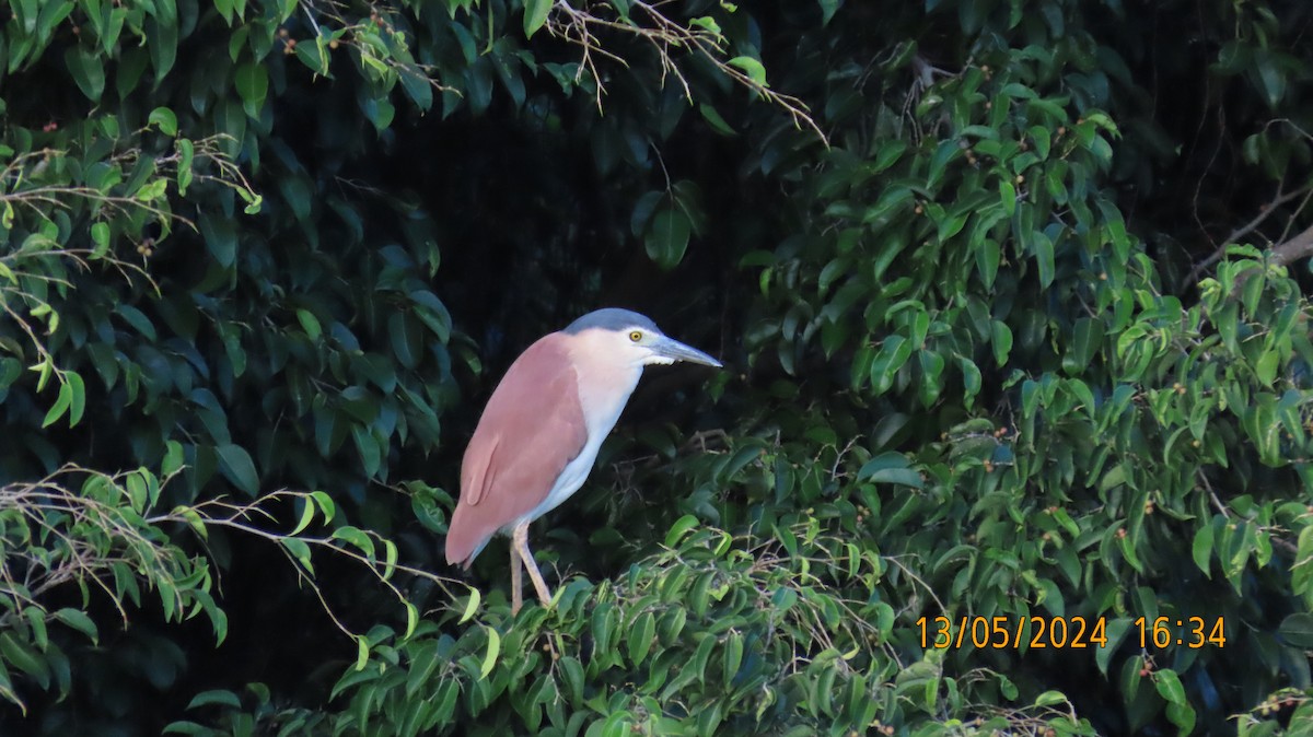 Nankeen Night Heron - Norton Gill