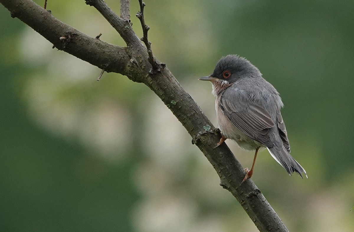 Moltoni's Warbler - Hans Schekkerman