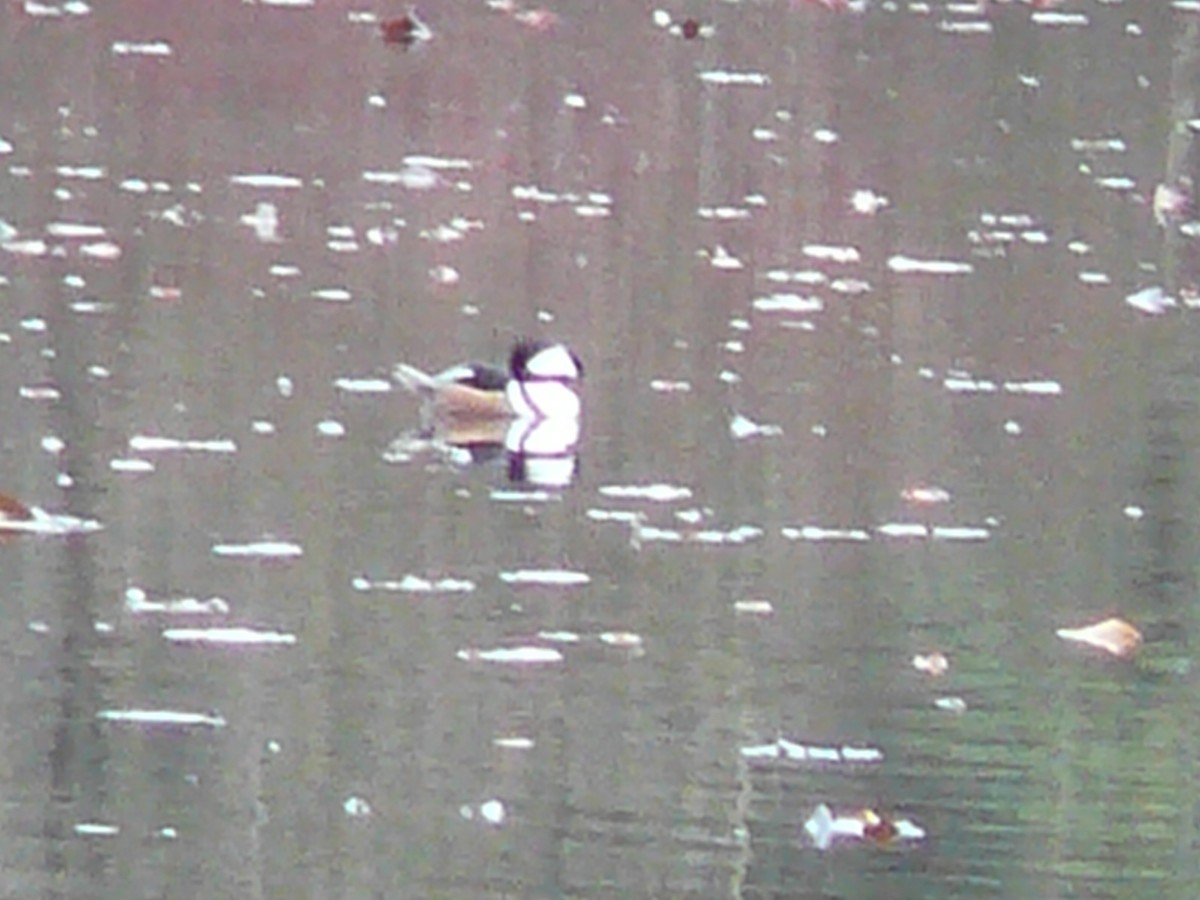 Bufflehead - Kanae Okubo