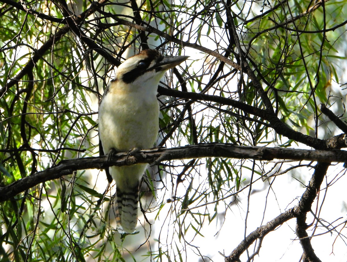 Laughing Kookaburra - Leonie Beaulieu