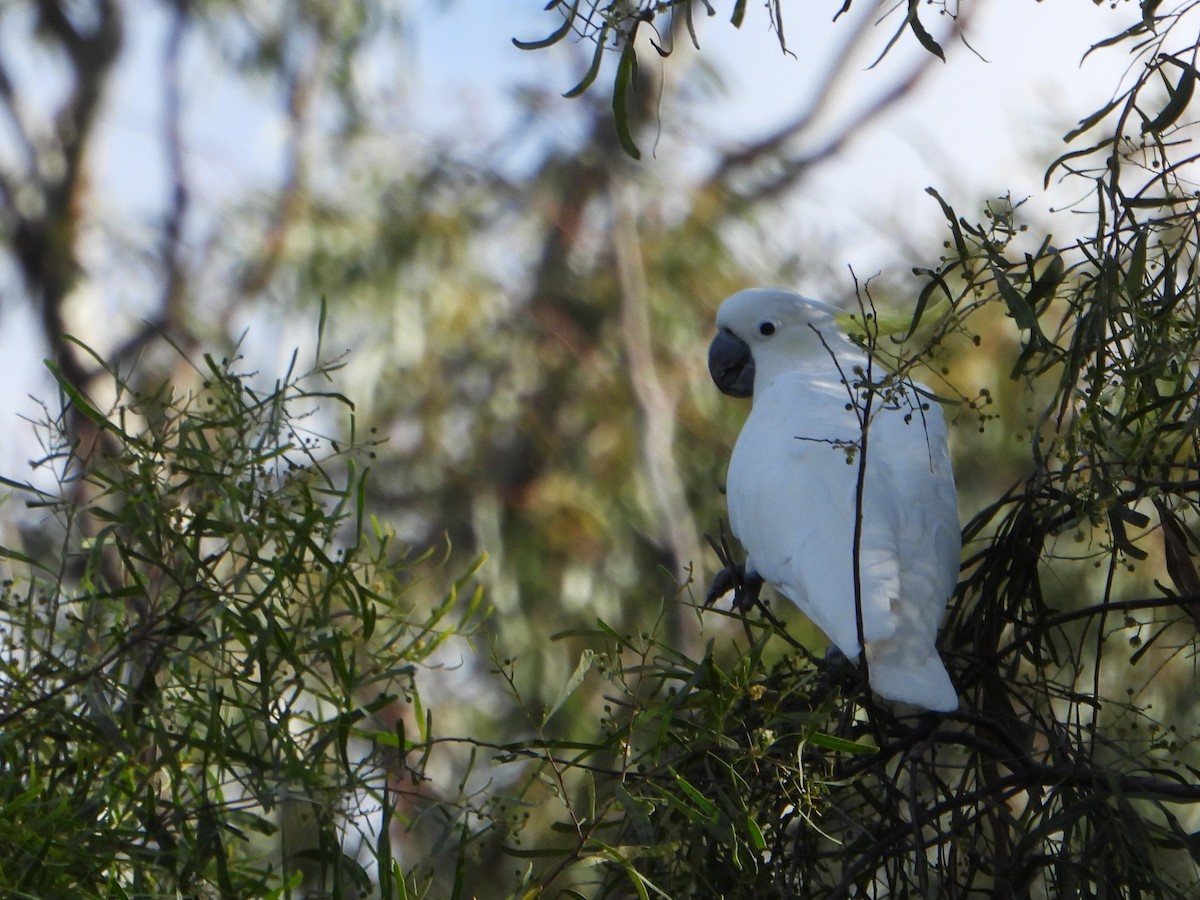 Sulphur-crested Cockatoo - Leonie Beaulieu