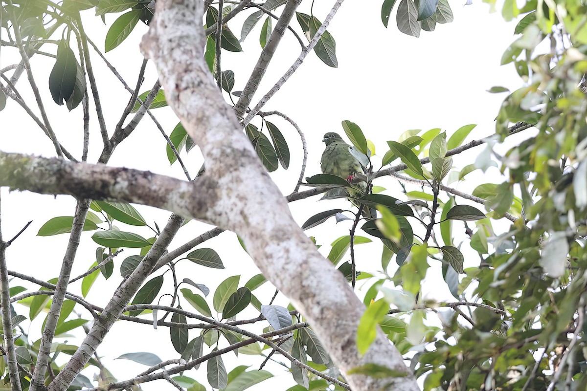 Sumatran Green-Pigeon - Chun Fai LO