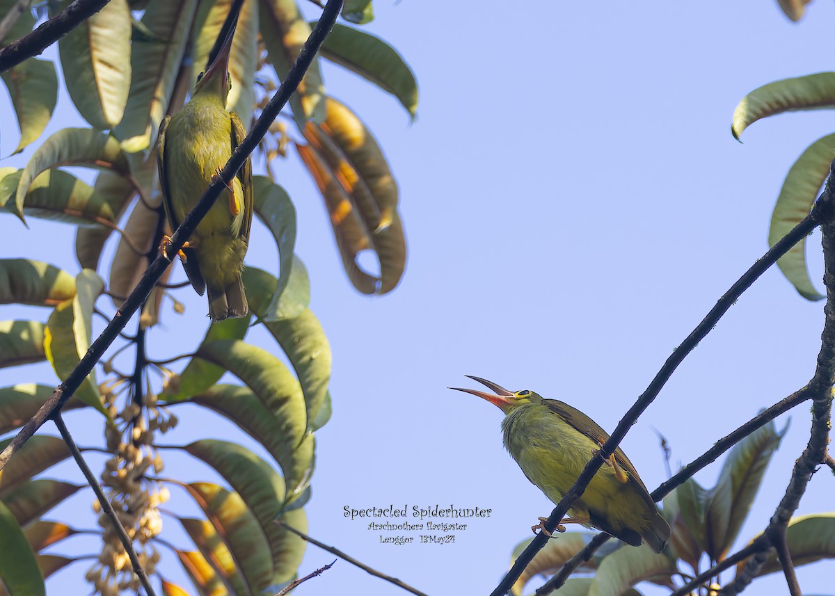 Spectacled Spiderhunter - Kenneth Cheong