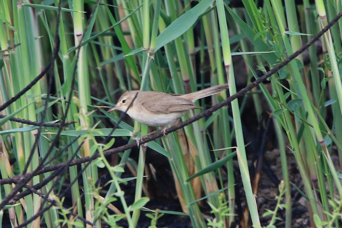 Booted Warbler - Mahdi Naghibi