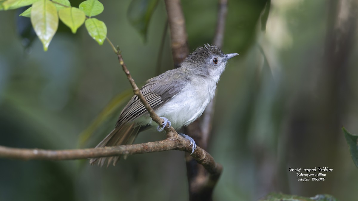 Sooty-capped Babbler - Kenneth Cheong