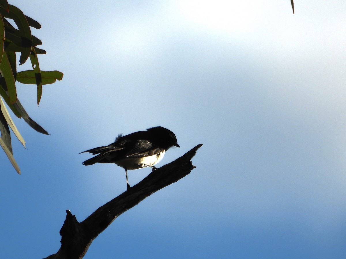 Willie-wagtail - Leonie Beaulieu