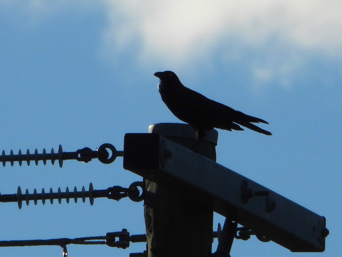 Australian Raven - Leonie Beaulieu