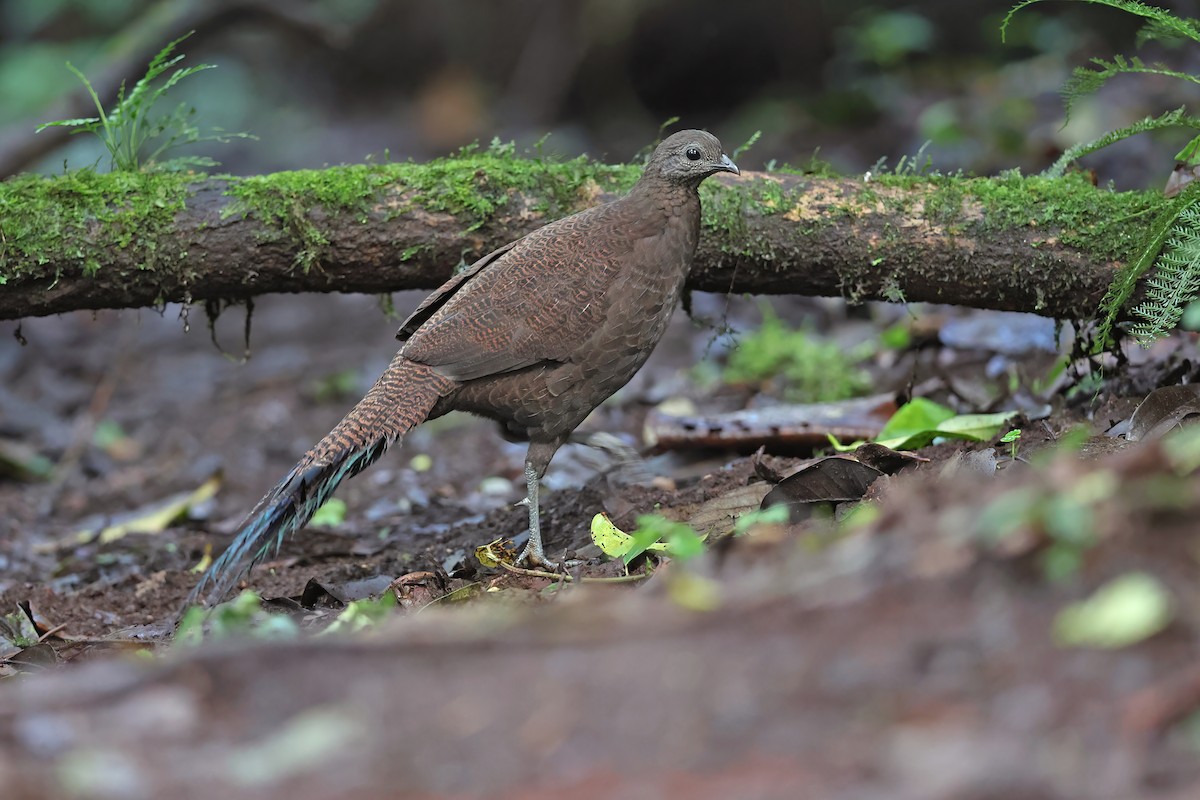 Bronze-tailed Peacock-Pheasant - Chun Fai LO