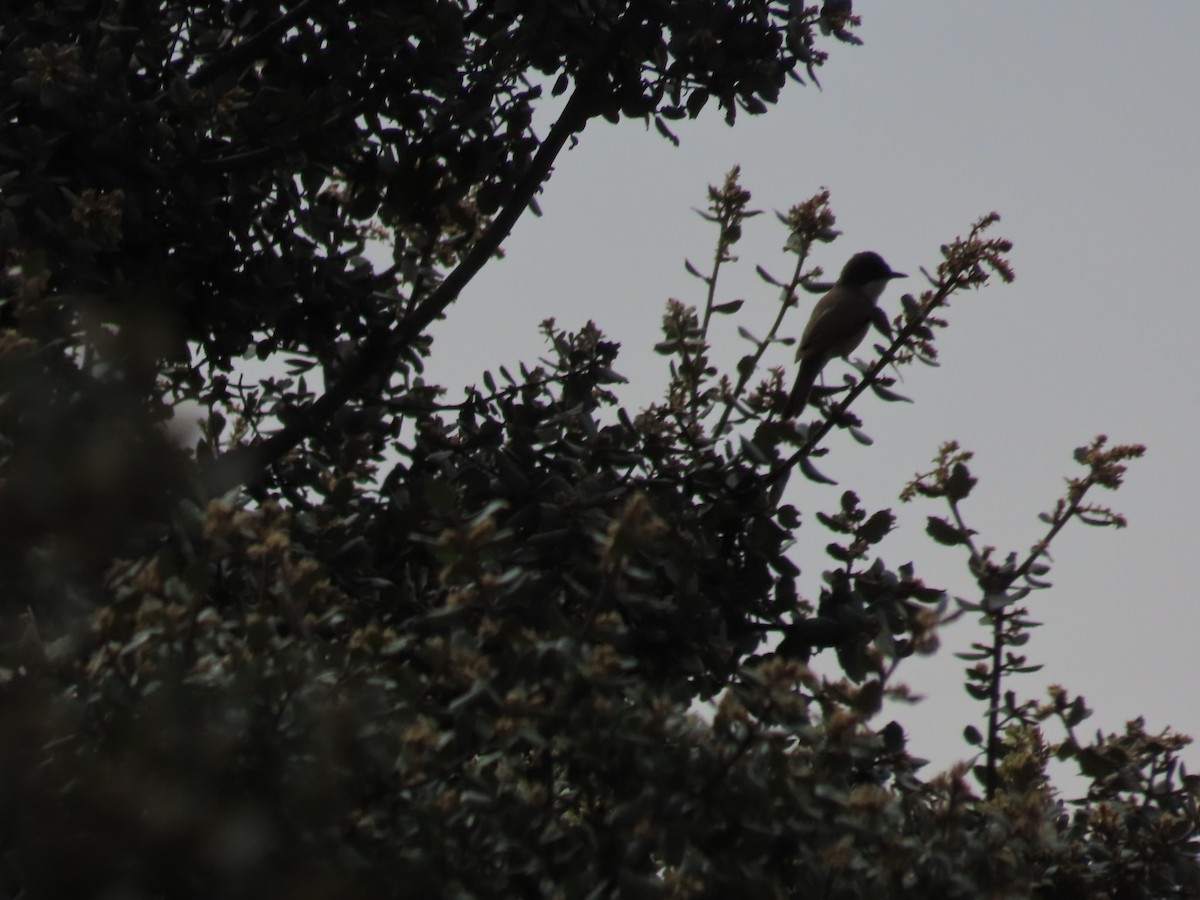 Western Orphean Warbler - Xurde Gayol