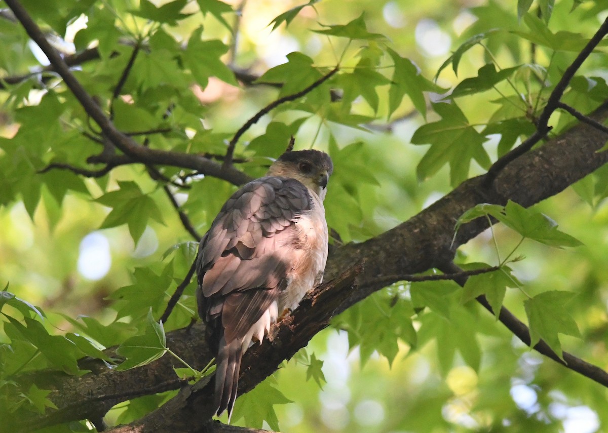 Cooper's Hawk - ML618951684