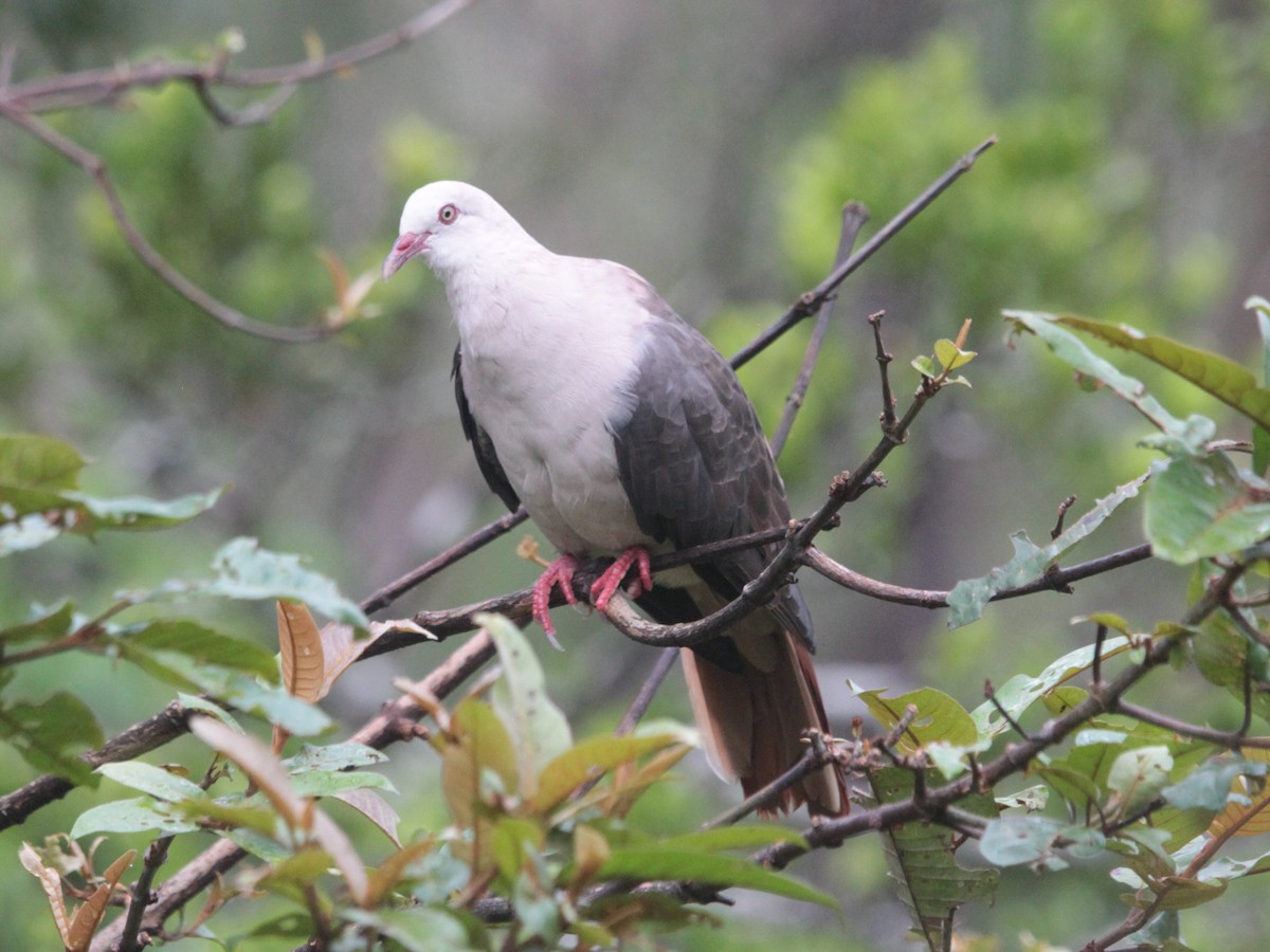 Pink Pigeon - ML618951699