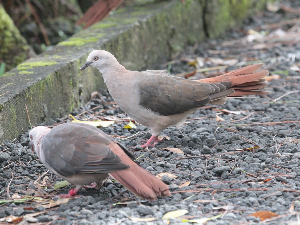 Pink Pigeon - ML618951701