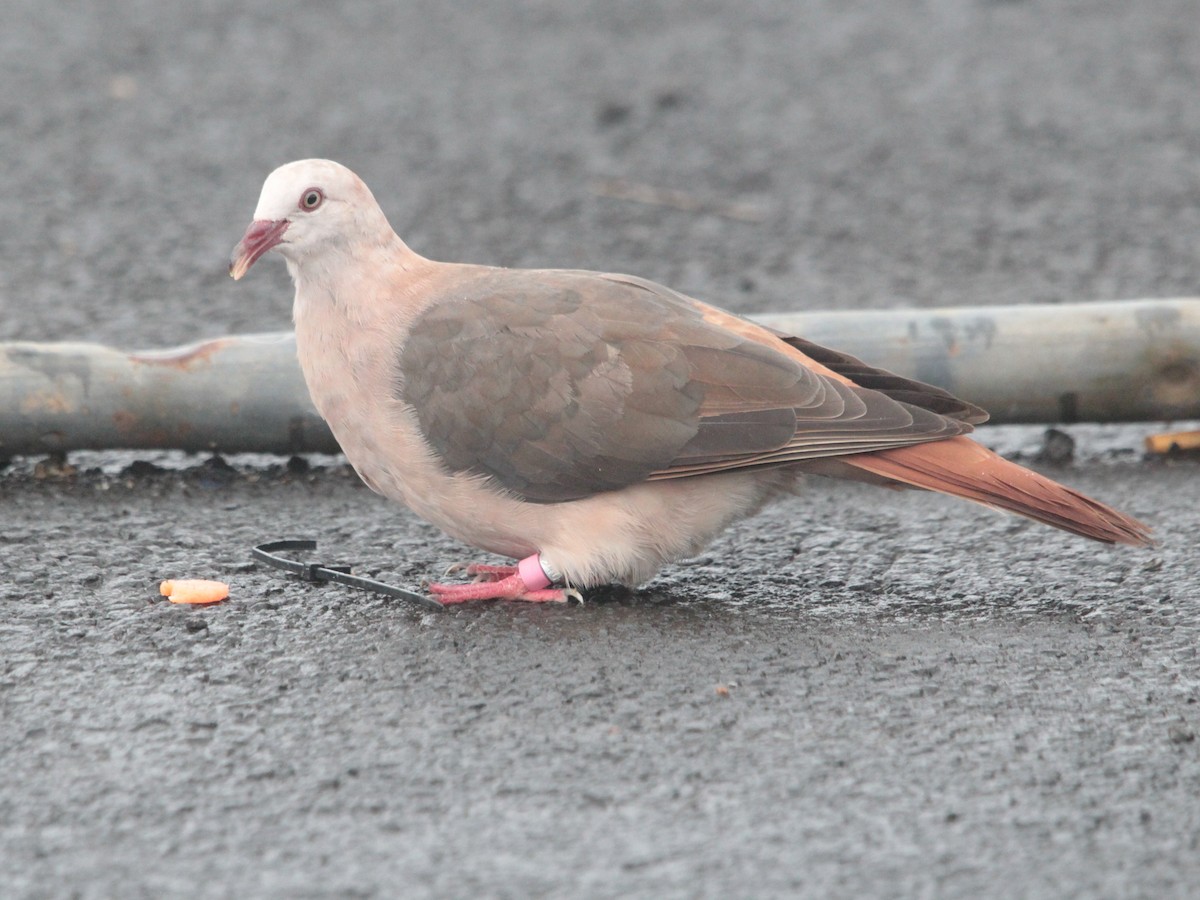 Pink Pigeon - ML618951708