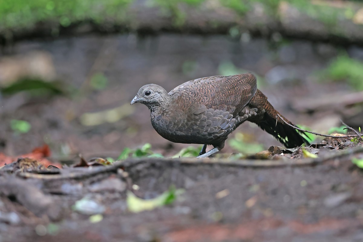 Bronze-tailed Peacock-Pheasant - ML618951710