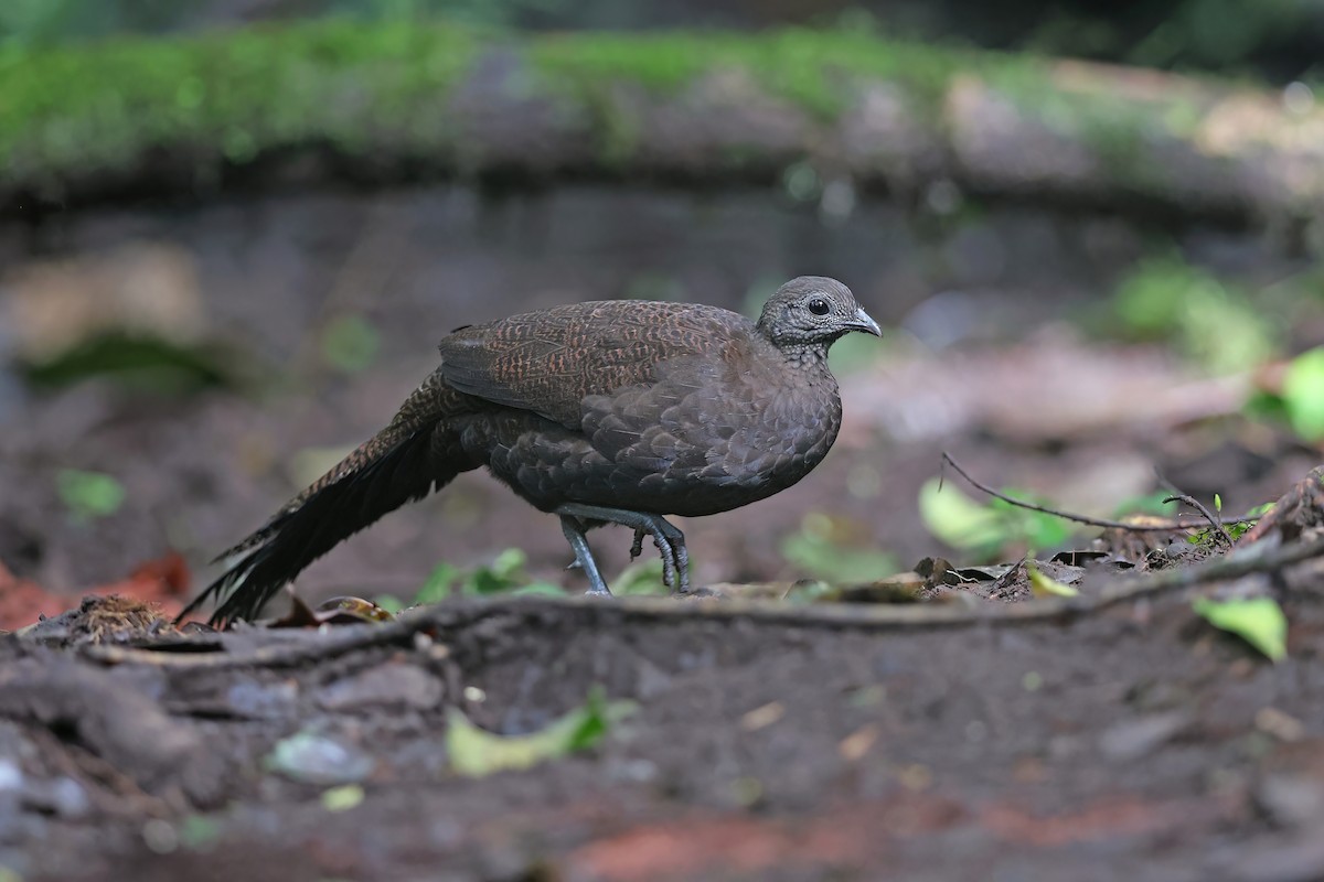 Bronze-tailed Peacock-Pheasant - ML618951711