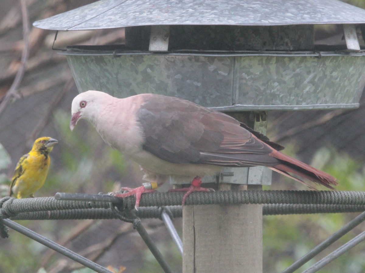 Pink Pigeon - ML618951714