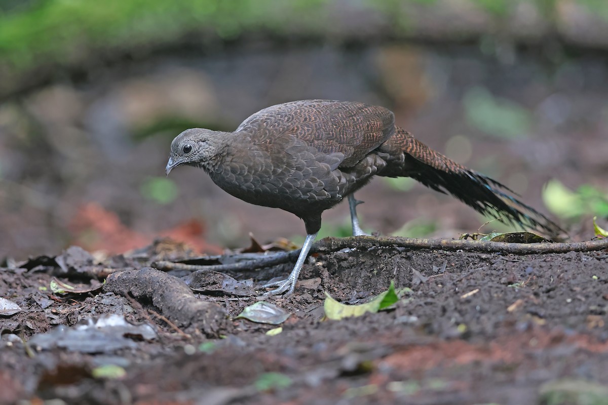 Bronze-tailed Peacock-Pheasant - Chun Fai LO