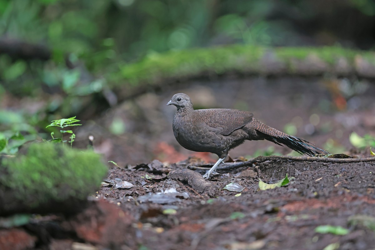 Bronze-tailed Peacock-Pheasant - Chun Fai LO