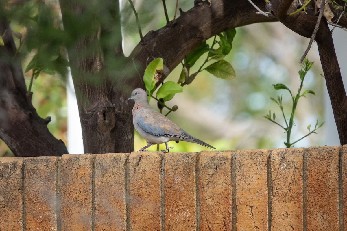 Tórtola Senegalesa - ML618951718