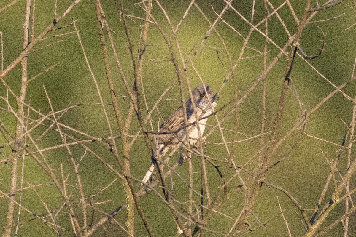 Barred Warbler - ML618951721