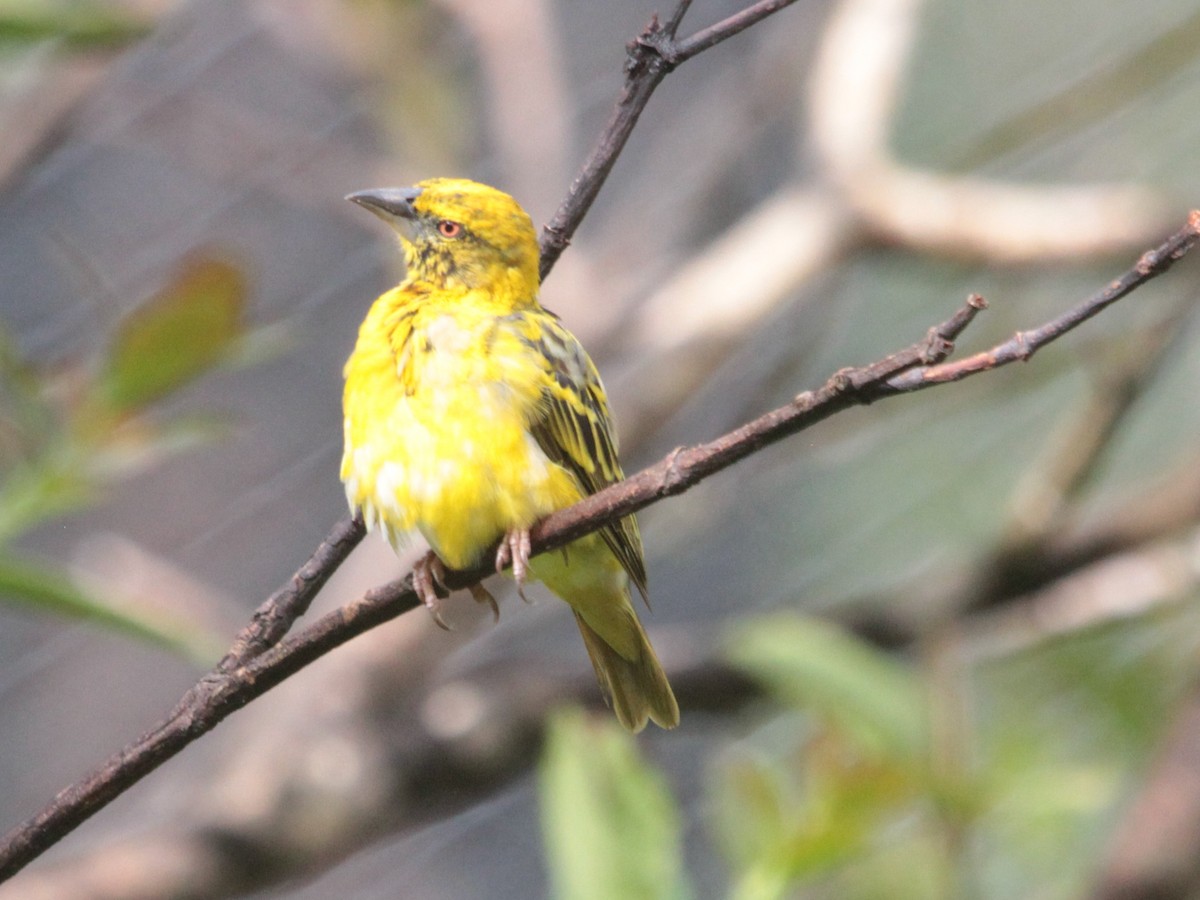 Village Weaver - ML618951724