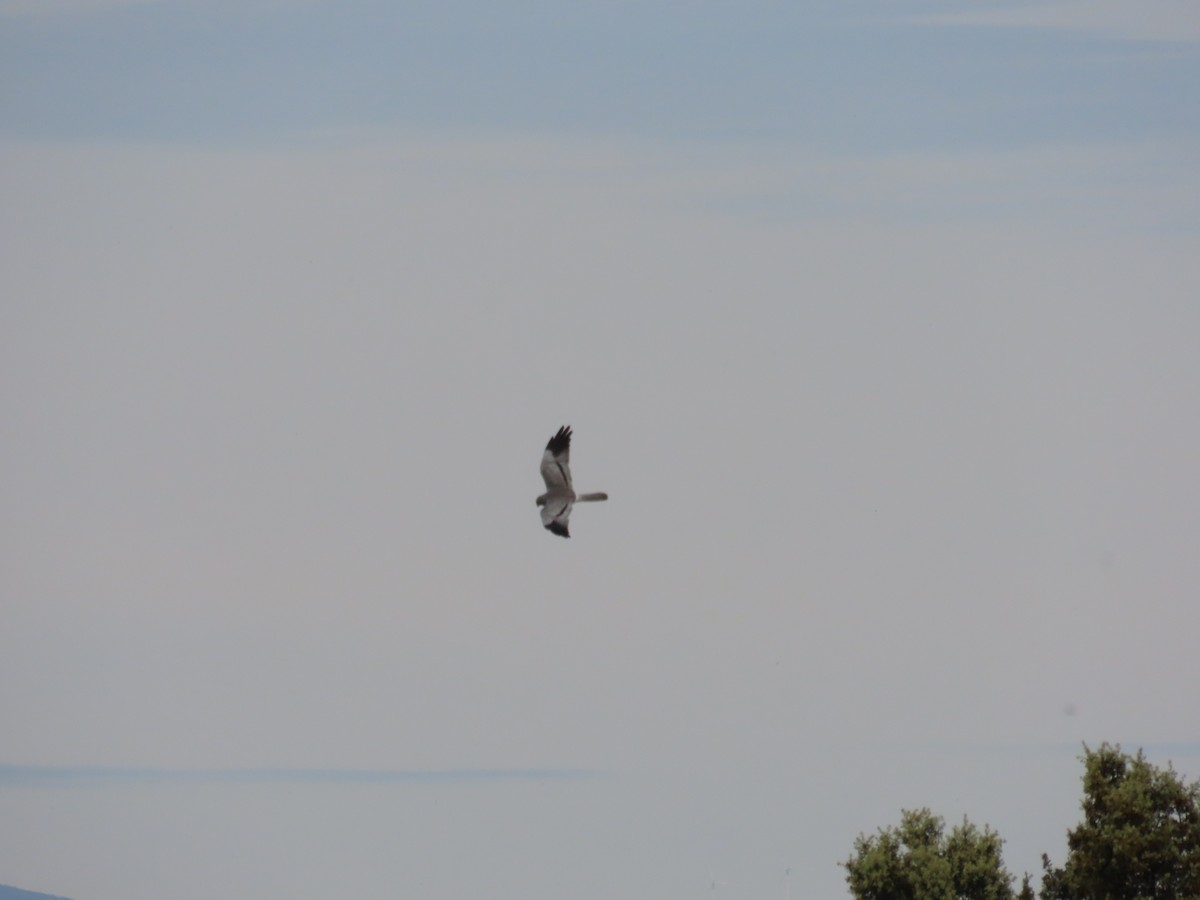 Montagu's Harrier - Xurde Gayol