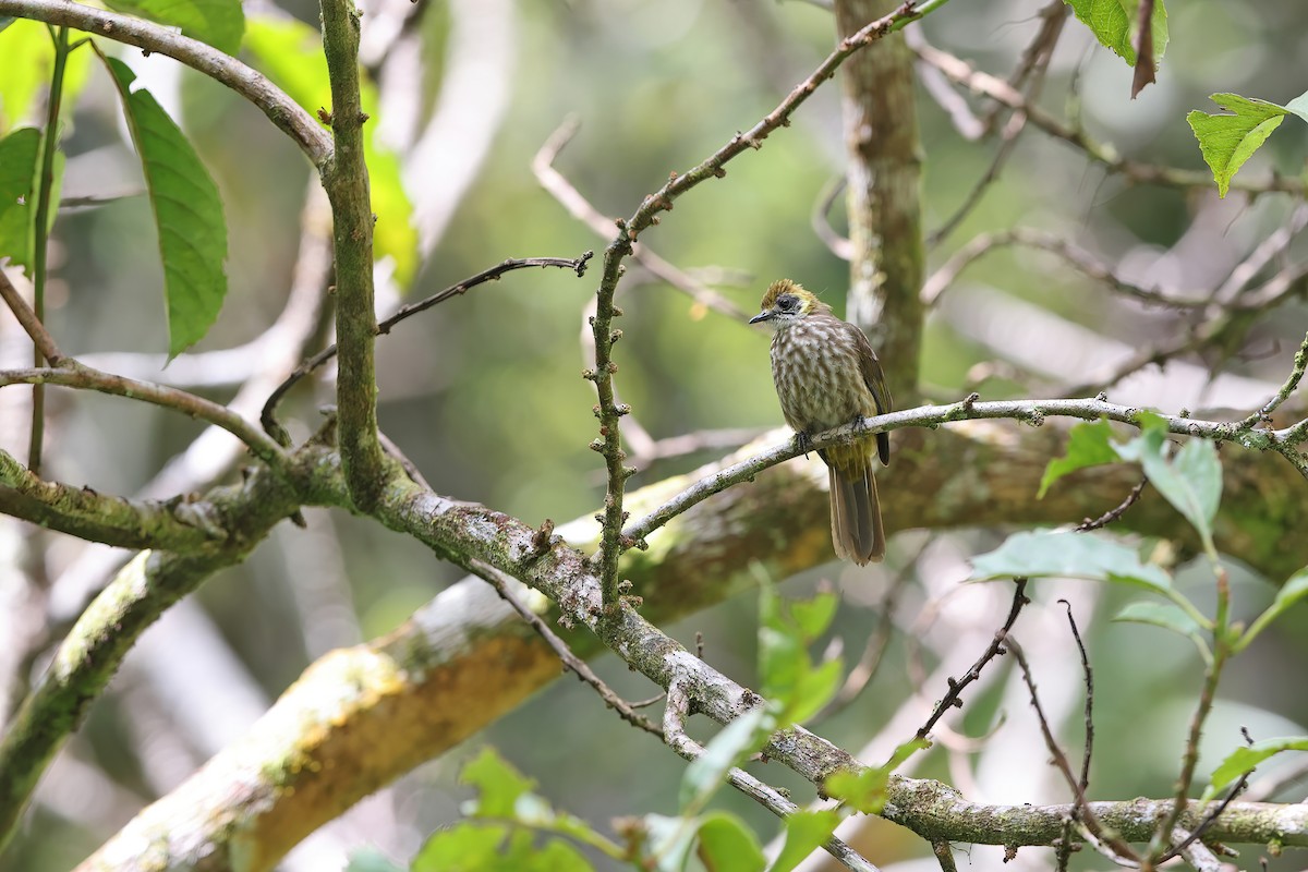 Spot-necked Bulbul - Chun Fai LO