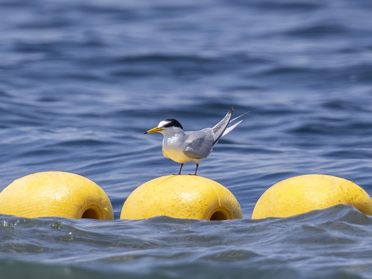 Little Tern - ML618951750