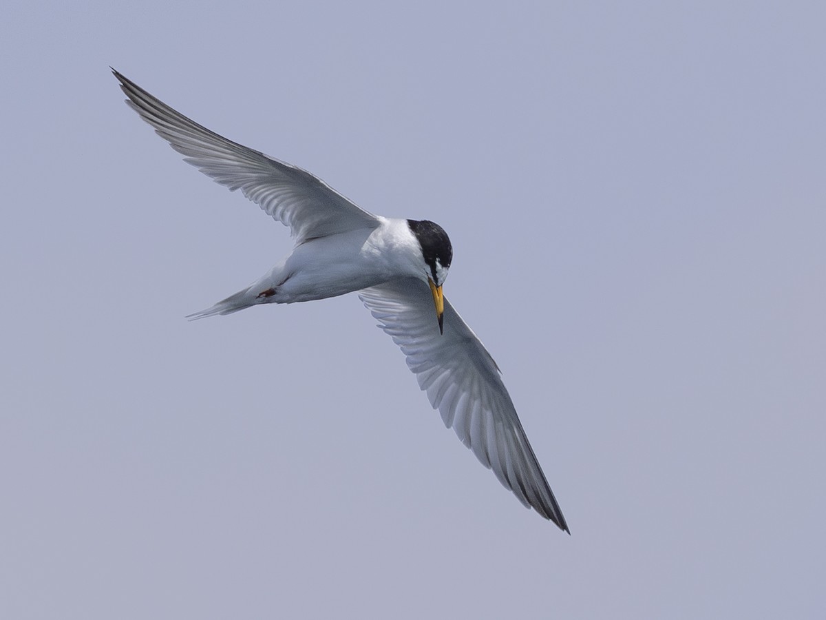 Little Tern - ML618951751