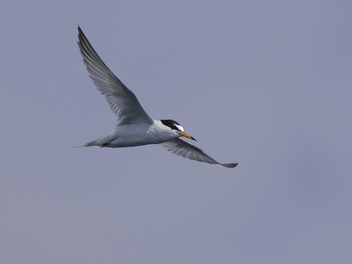 Little Tern - ML618951752