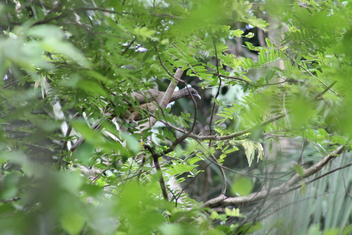 Rufous-vented Chachalaca - ML618951779