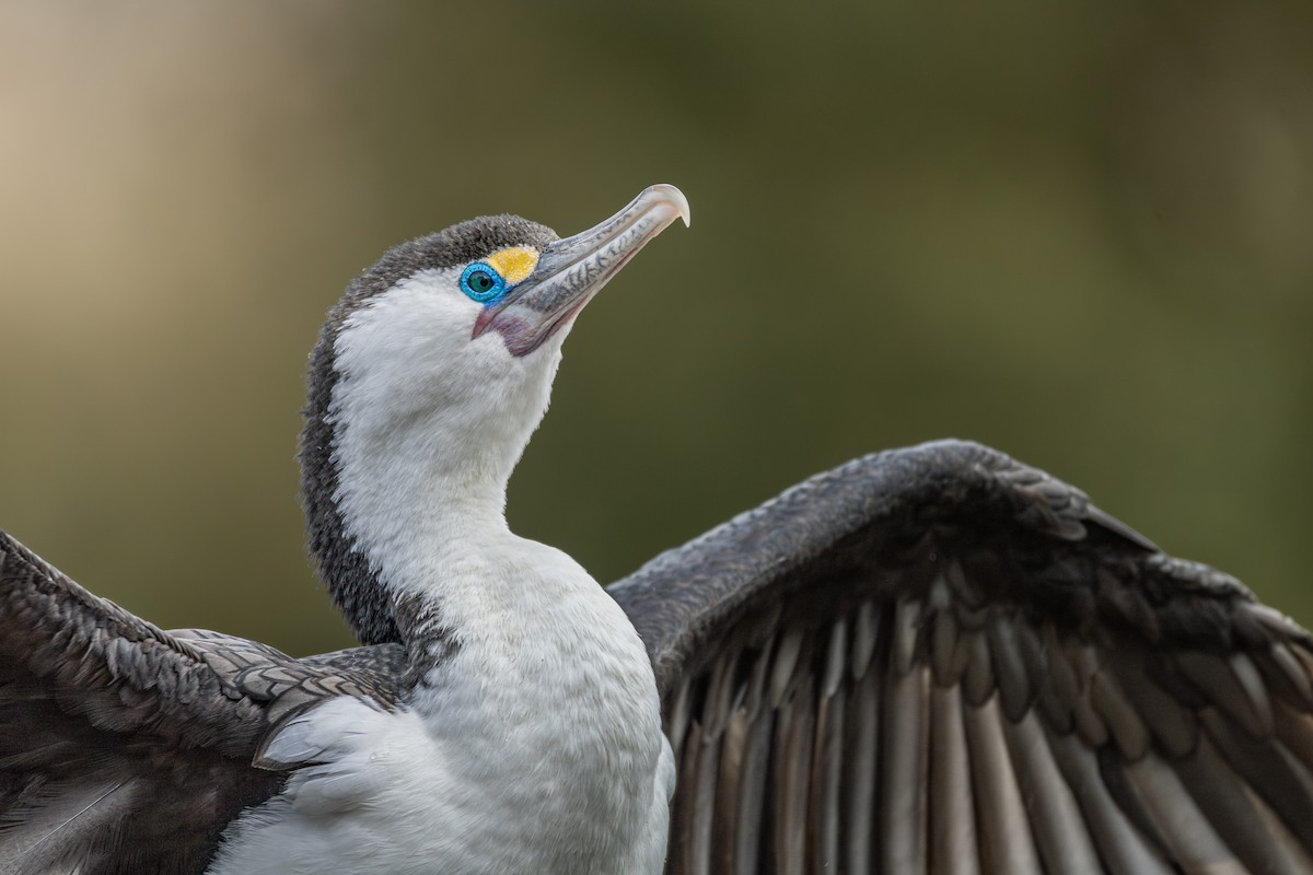 Pied Cormorant - ML618951790