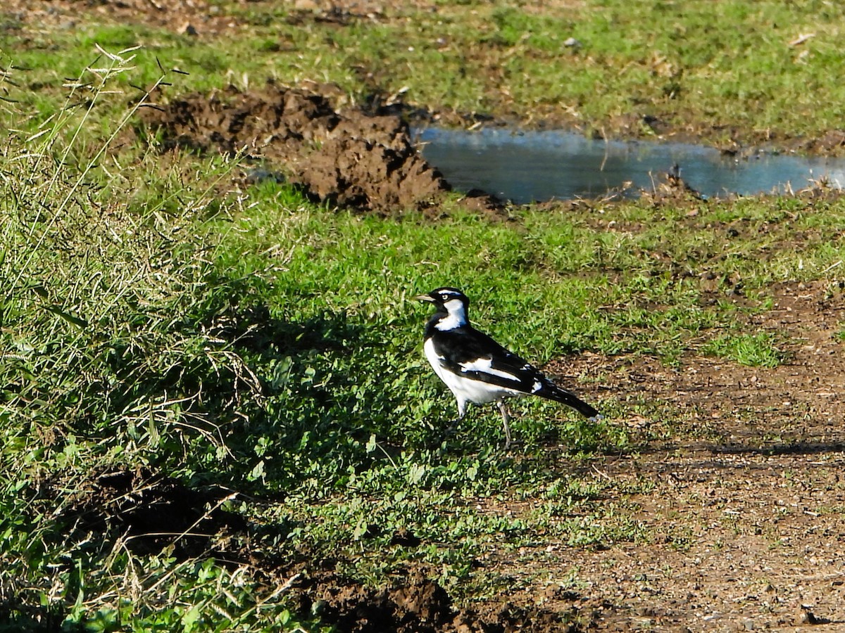 Magpie-lark - Leonie Beaulieu