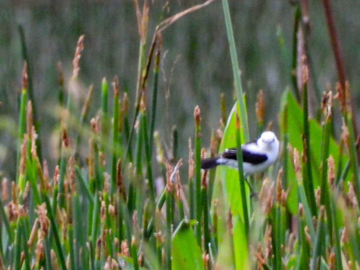 Pied Water-Tyrant - lola aleman