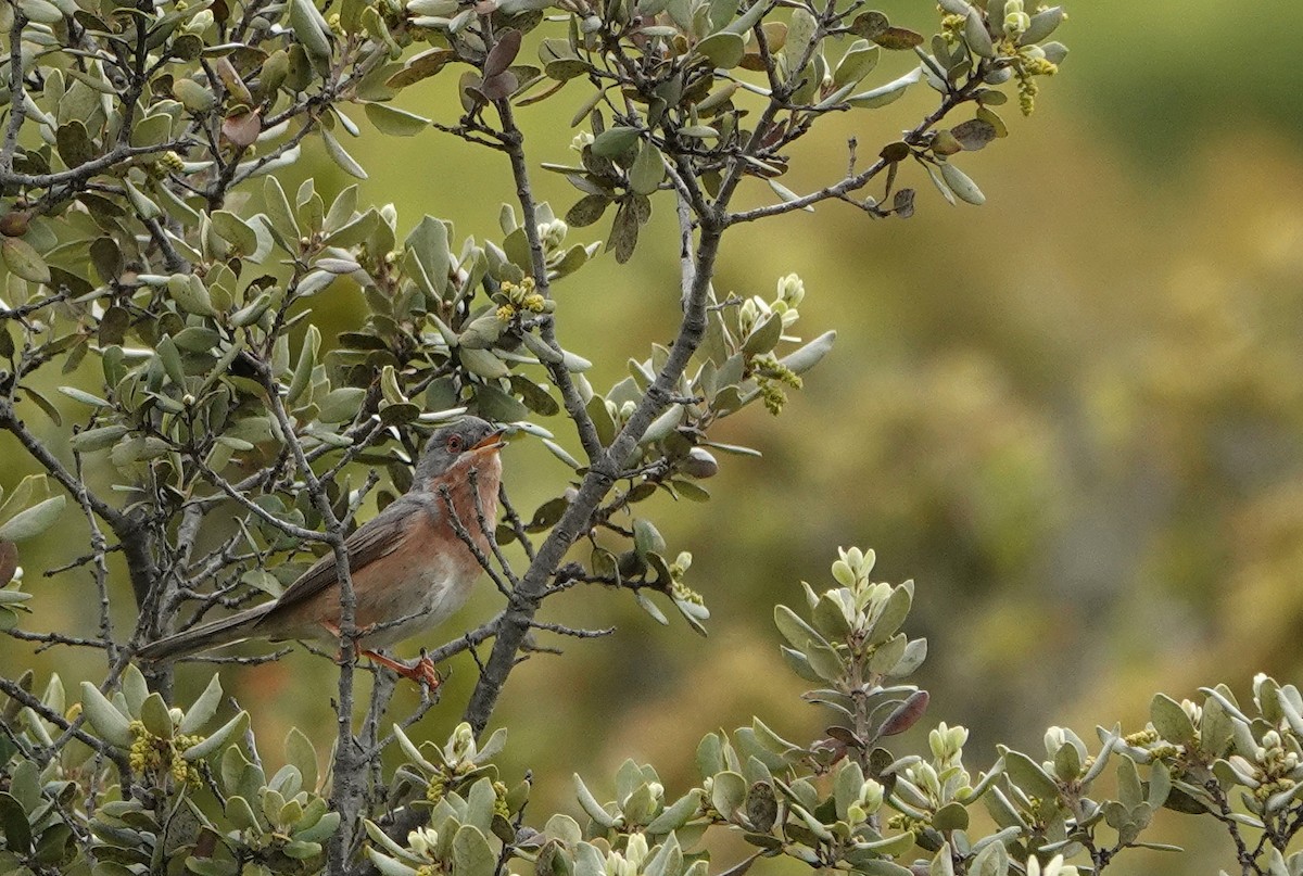 Western Subalpine Warbler - Hans Schekkerman