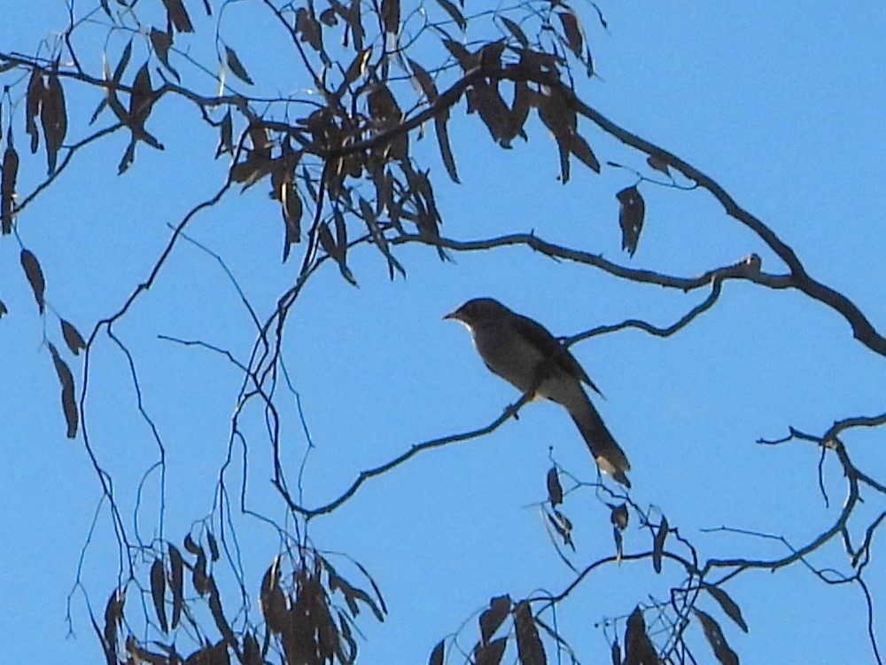 Noisy Miner - Leonie Beaulieu