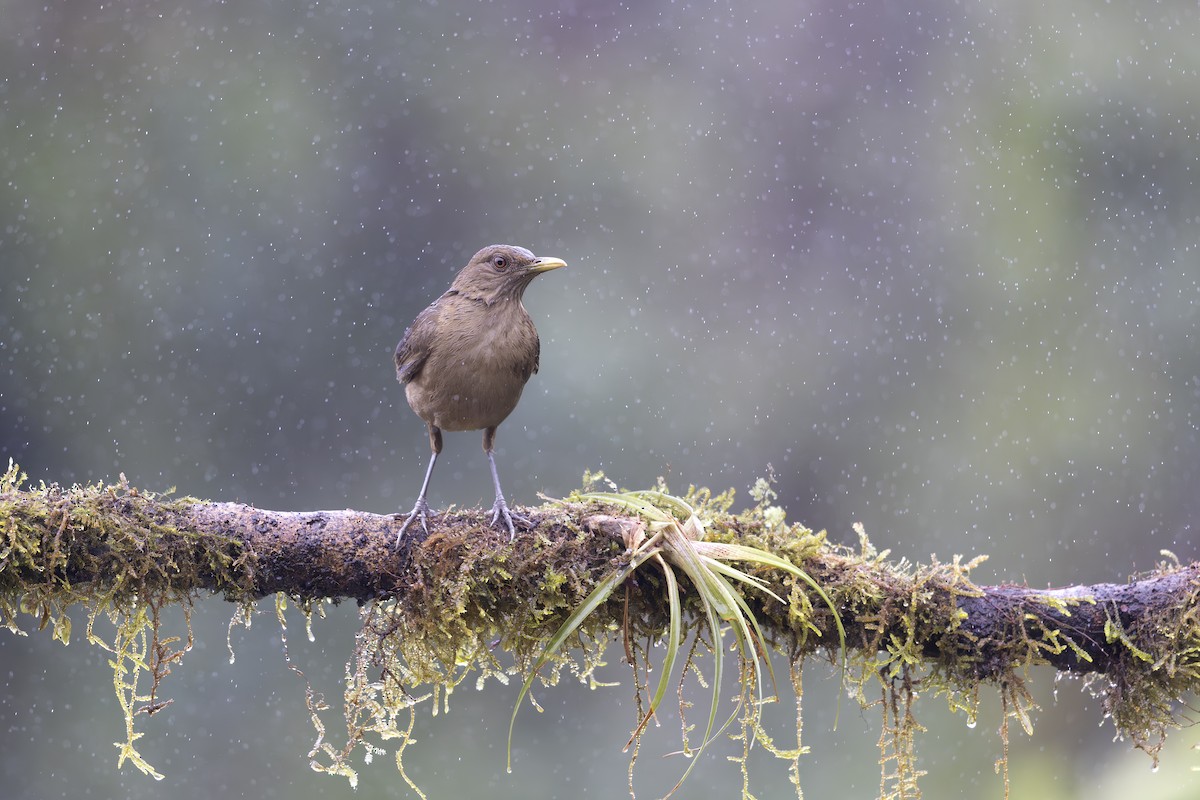 Clay-colored Thrush - ML618951848