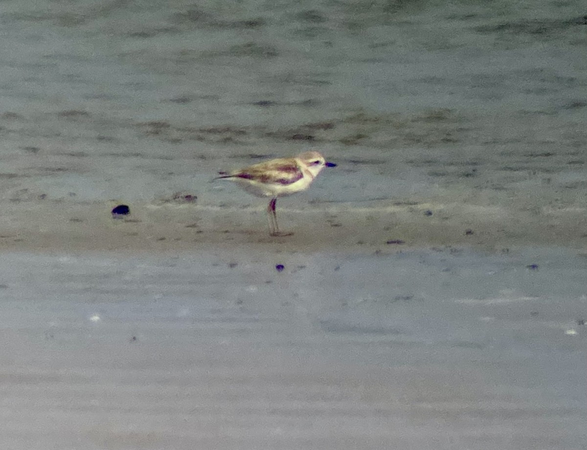 Malaysian Plover - Pipope Panitchpakdi