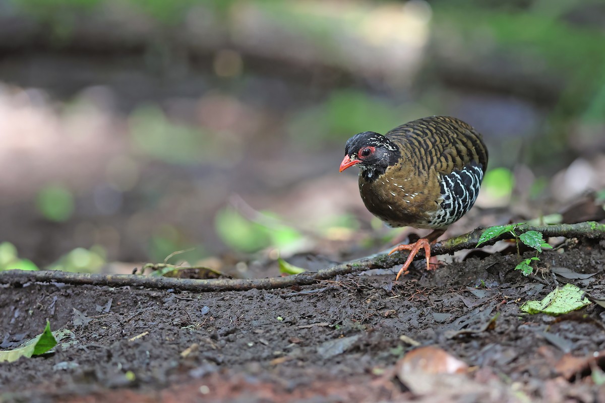 Red-billed Partridge - ML618951865