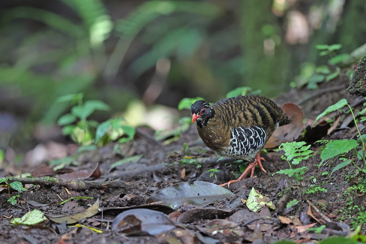 Red-billed Partridge - ML618951867