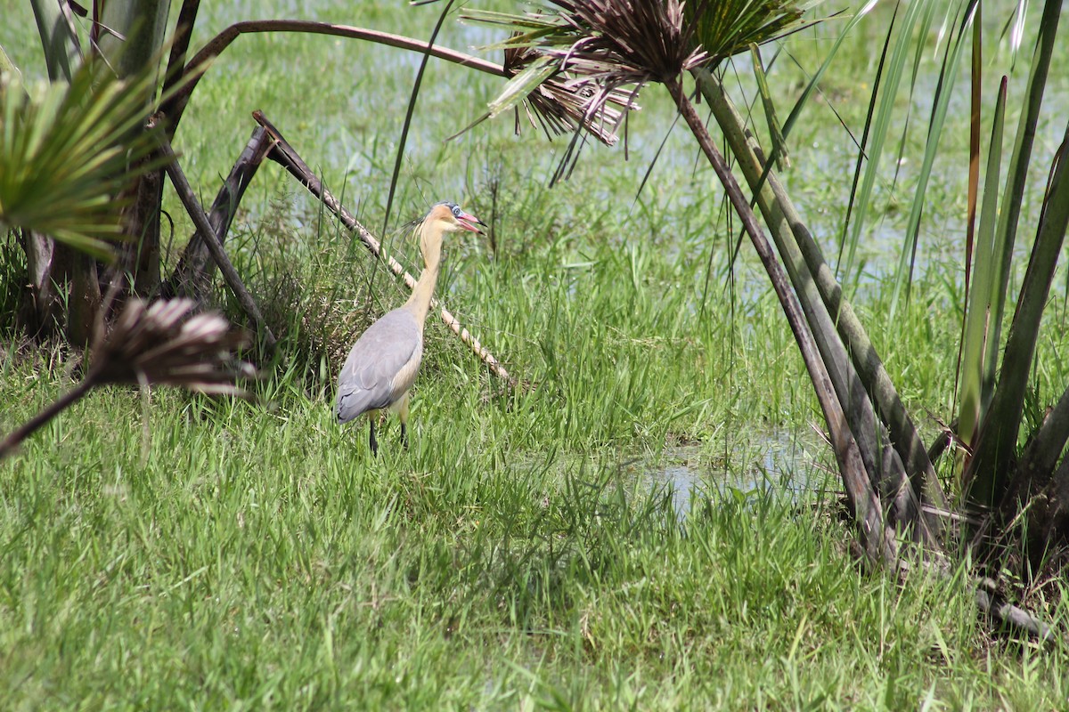 Whistling Heron - Cristian A. Ramírez-Álvarez