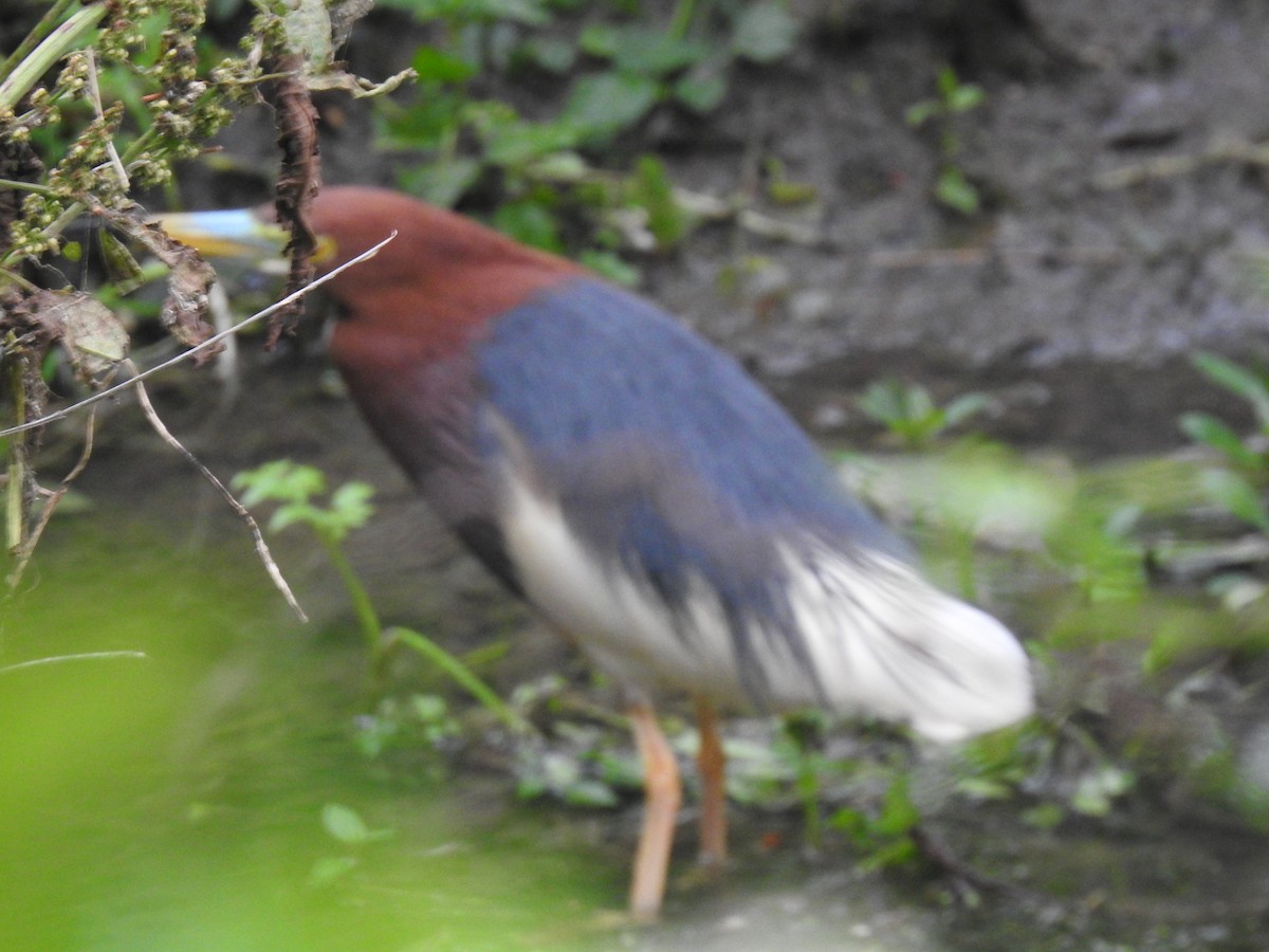 Chinese Pond-Heron - Hu Hu