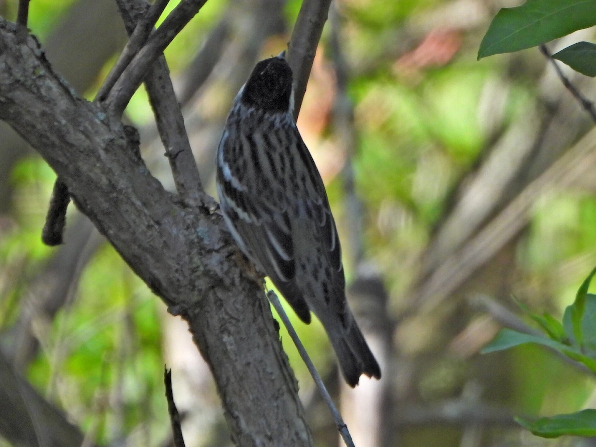 Blackpoll Warbler - Ashley T.