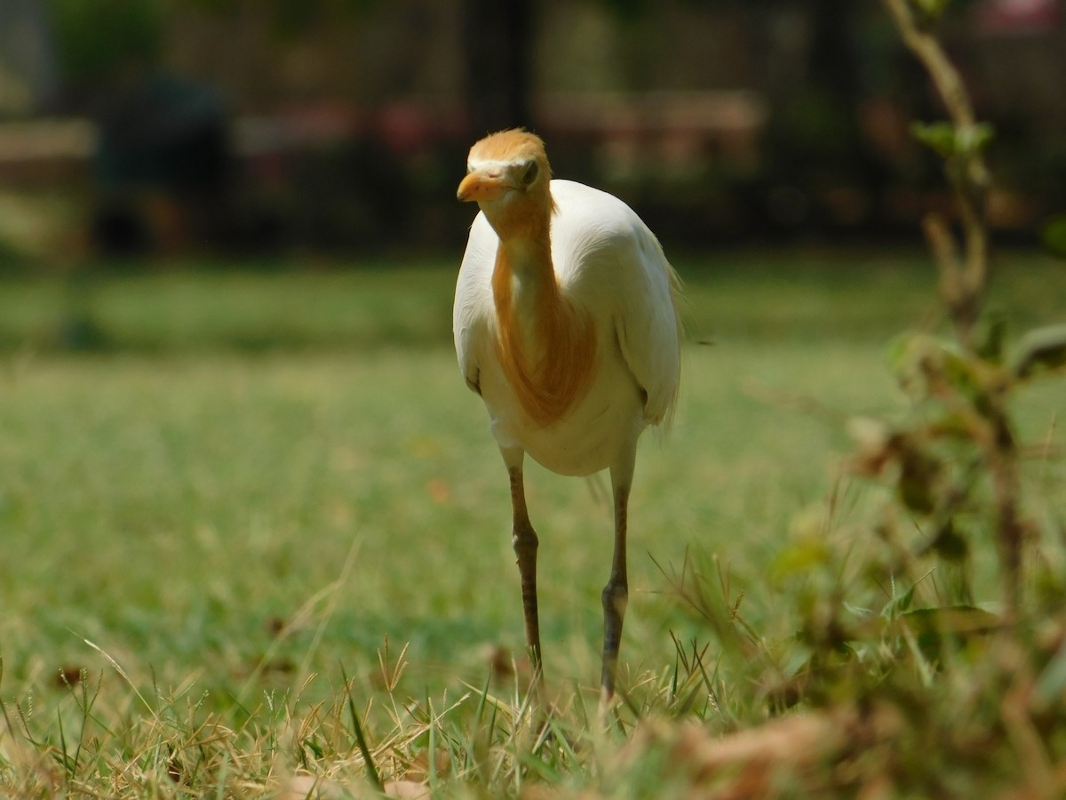 Eastern Cattle Egret - NARSINGH MANI