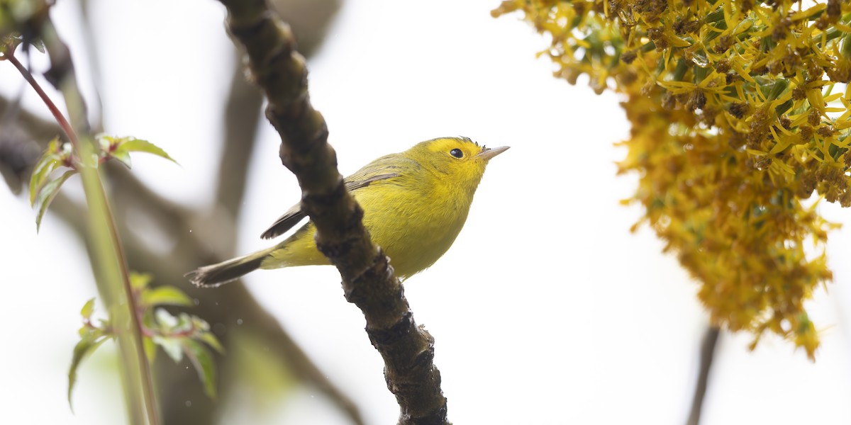 Wilson's Warbler - Jon Irvine